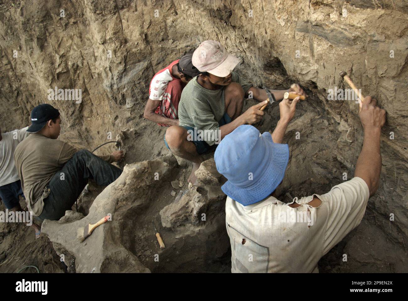 Un paleontologo sta lavorando con gli abitanti del villaggio sullo scavo di ossa fossilizzate di una specie di elefante estinto scientificamente identificata come Elephas hysudrindicus, o popolarmente chiamata 'elefante di Blora', in Sunggun, Mendalem, Kradenan, Blora, Giava centrale, Indonesia. Il team di scienziati dalla ricerca di vertebrati (Agenzia Geologica, Ministero indonesiano dell'energia e delle risorse minerali) guidato da Iwan Kurniawan e Fachroel Aziz ha scoperto le ossa della specie quasi interamente (circa il 90 per cento completo) che in seguito avrebbe permesso loro di costruire una ricostruzione scientifica, che è esposto a... Foto Stock