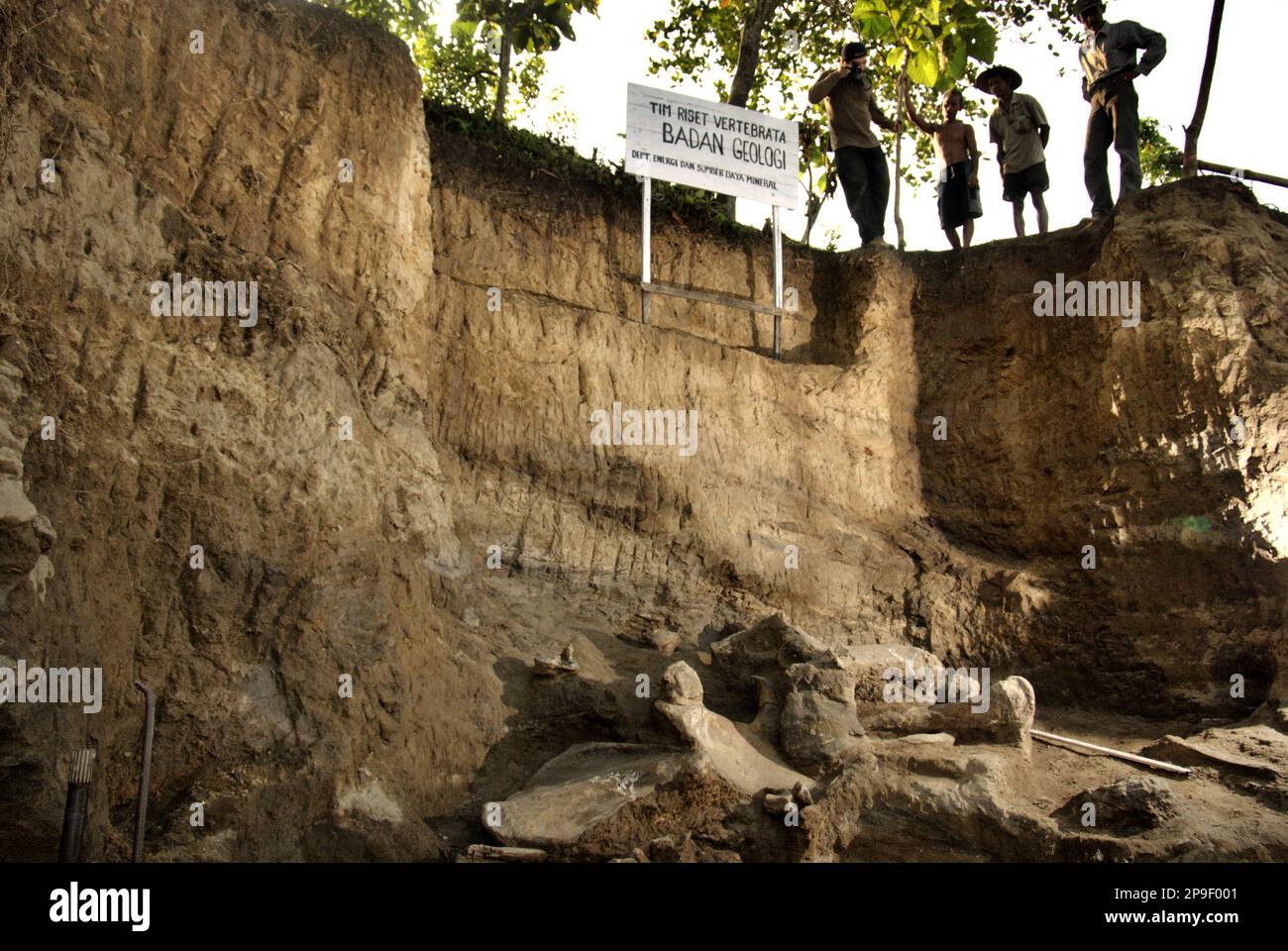 Sito di scavo di ossa fossilizzate di una specie di elefante estinta scientificamente identificata come Elephas hysudrindicus, o popolarmente chiamata 'elefante di Blora', a Sunggun, Mendalem, Kradenan, Blora, Giava centrale, Indonesia. Il team di scienziati della ricerca sui vertebrati (Agenzia geologica, Ministero indonesiano dell'energia e delle risorse minerali), guidato da Iwan Kurniawan e Fachroel Aziz, ha scoperto quasi interamente le ossa della specie (circa il 90% complete) che in seguito avrebbero permesso loro di costruire una ricostruzione scientifica, Che è esposto al Museo Geologico di Bandung, West Java. Foto Stock