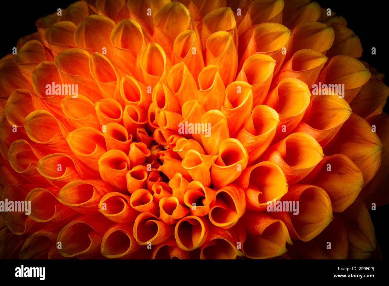 A Dahlia's Beauty Close Up Still Life Foto Stock