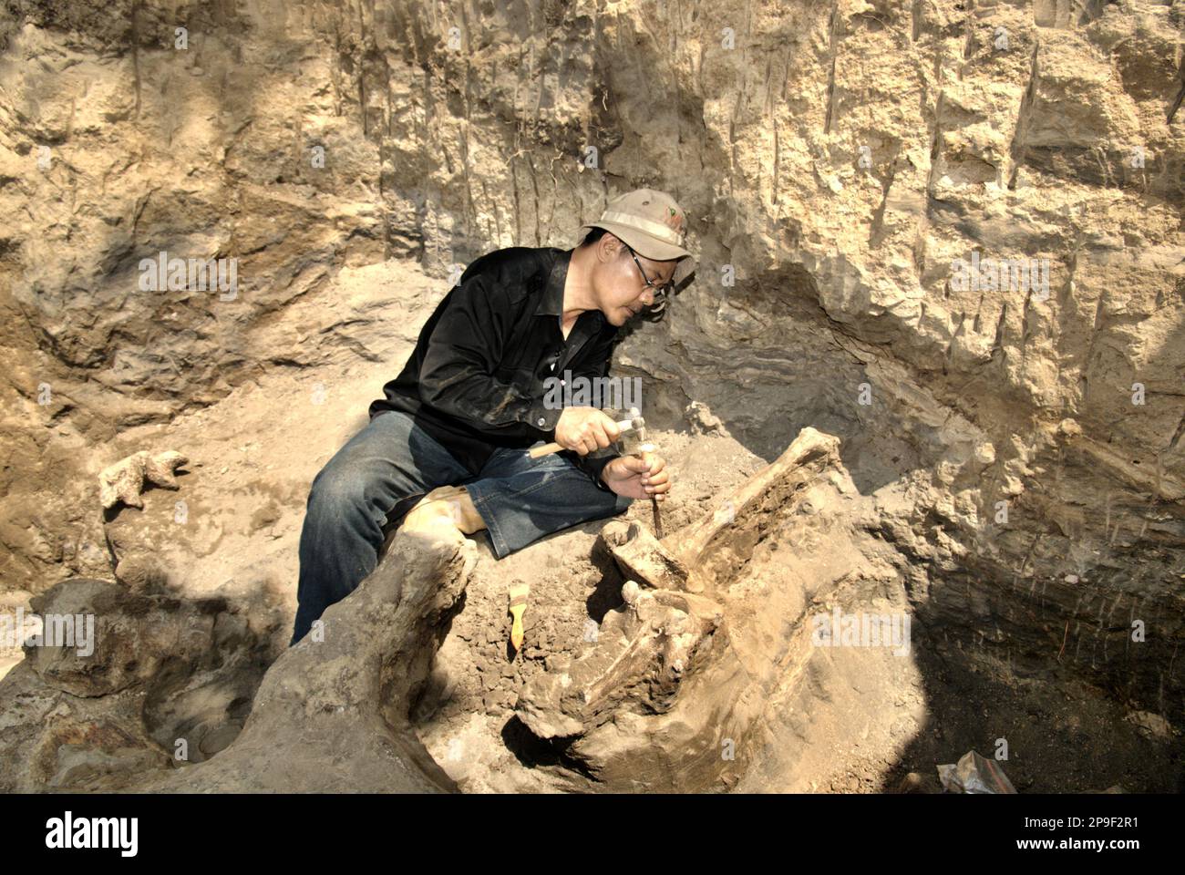 Un membro del team di ricerca dei vertebrati dell'Agenzia Geologica, Ministero indonesiano dell'energia e delle risorse minerali, sta lavorando allo scavo di ossa fossili di una specie di elefante estinta scientificamente identificata come Elephas hysudrindicus, o popolarmente chiamata 'elefante di Blora', a Sunggun, Mendalem, Kradenan, Blora, Giava centrale, Indonesia. Il team, guidato dai paleontologi Iwan Kurniawan e Fachroel Aziz, ha scoperto quasi interamente le ossa della specie (circa il 90% completo) che in seguito avrebbe permesso loro di costruire una ricostruzione scientifica, che è esposto al Museo Geologico in... Foto Stock