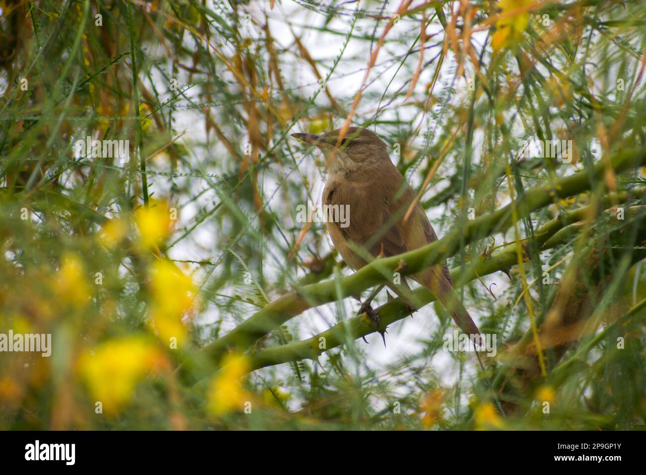 Un Clamourous Reed Warbler seduto su un ramo di un albero al Bhigwan Bird Sanctuary in India Foto Stock