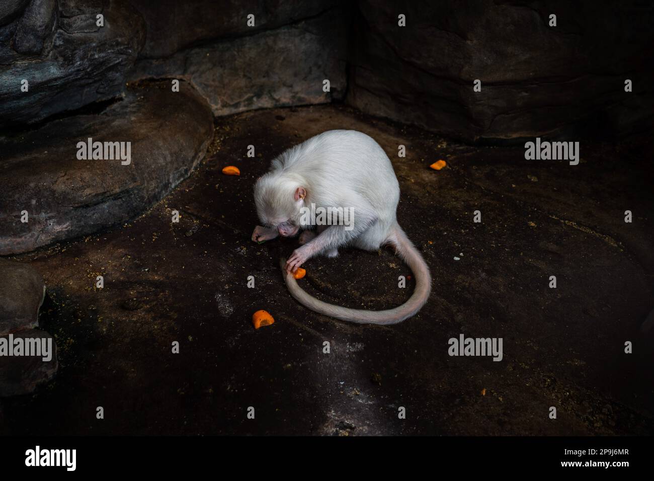 Bangkok, Thailandia. 09th ago, 2022. Una scimmia si vede in una gabbia di cemento, in condizioni estremamente angusti, senza accesso alla luce solare. Sta giocando con la sua coda, allo zoo di Pata, a Bangkok. Le cattive condizioni di vita degli animali al Pata Zoo al 7th ° piano del Pata Pinklao Department Store. (Foto di Nathalie Jamois/SOPA Images/Sipa USA) Credit: Sipa USA/Alamy Live News Foto Stock