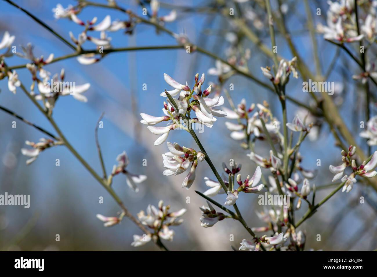 Fiori bianchi di cespugli Retama fiorenti. Primavera. Israele Foto Stock