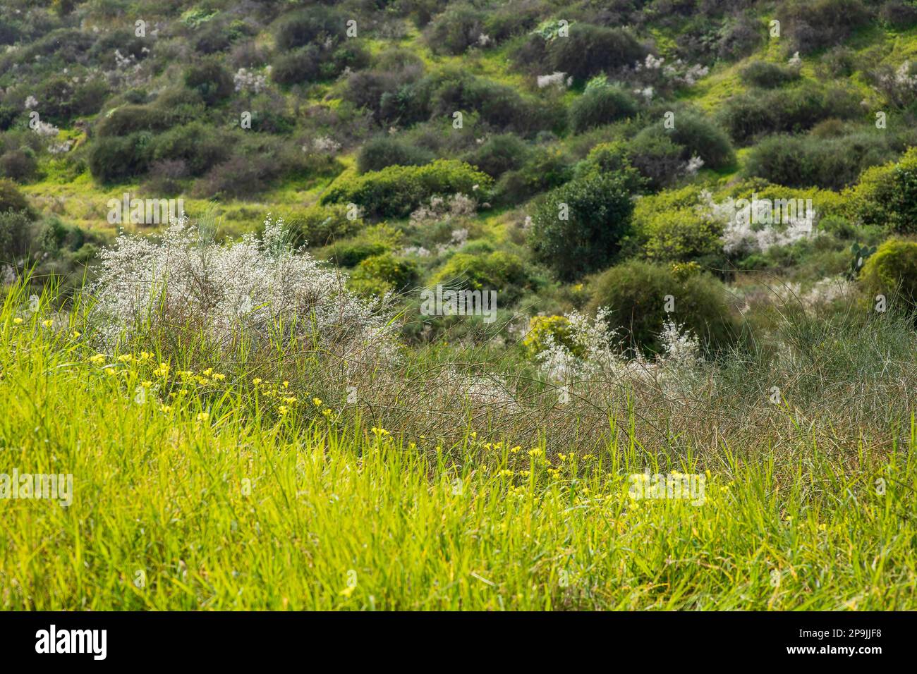 Fiori bianchi di cespugli Retama fiorenti. Primavera. Israele Foto Stock