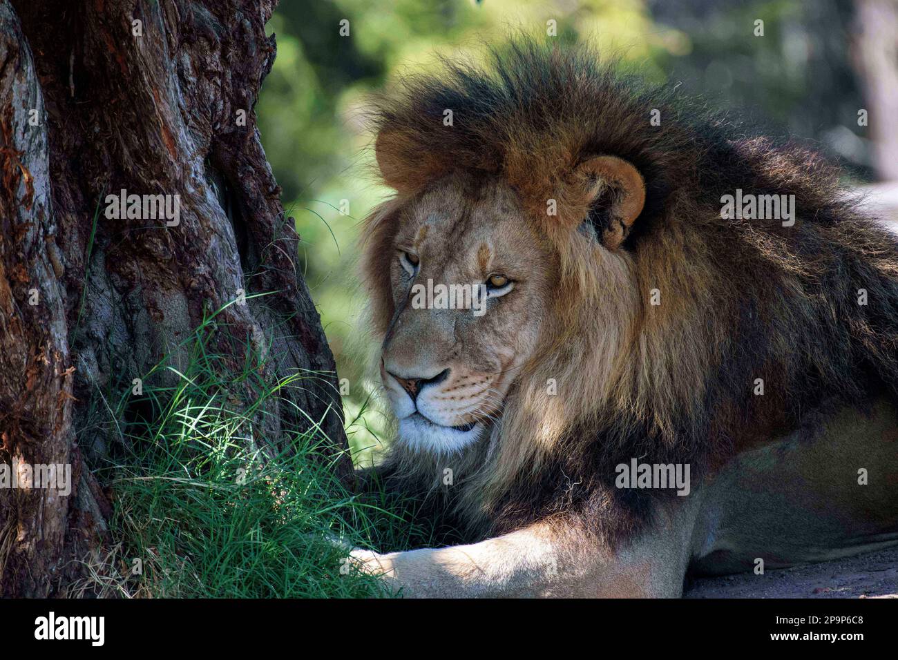 11 marzo 2023, Sydney, nuovo Galles del Sud, Australia: Leone Africano maschile (Panthera leo) che riposa allo Zoo di Sydney a Sydney, nuovo Galles del Sud, Australia. I Lions africani sono di colore dorato o bruno-bruno e hanno piedi grandi e imbottiti e artigli retrattili. Il leone maschio ha una criniera che lo fa sembrare più grande delle dimensioni reali e protegge la sua gola dagli artigli e dai denti di altri animali. I Lions sono minacciati dalla sovrappopolazione degli esseri umani, dal bracconaggio, dalla perdita di habitat e dalle malattie. Secondo un'indagine condotta nel 2020, circa 20 000 leoni rimasti nel mondo e circa 2.000 leoni sono in cattività intorno al Foto Stock