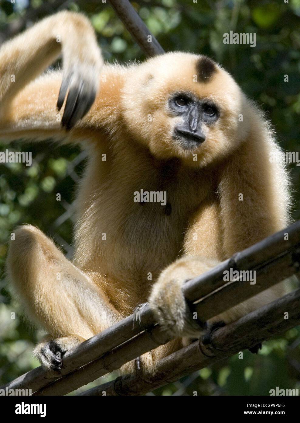A yellow-cheeked crested gibbon sits in a cage at Cambodia's Phnom Tamau Zoo in Takeo province, about 45 kilometers (28 miles) south of Phnom Penh, Cambodia, Friday, Aug. 29, 2008. Unchecked development could threaten two rare monkey species, yellow-cheeked crested gibbon and black-shanked douc langurs, that were recently discovered in Cambodia's remote northeast, international researchers said Monday. (AP Photo/Heng Sinith) Foto Stock
