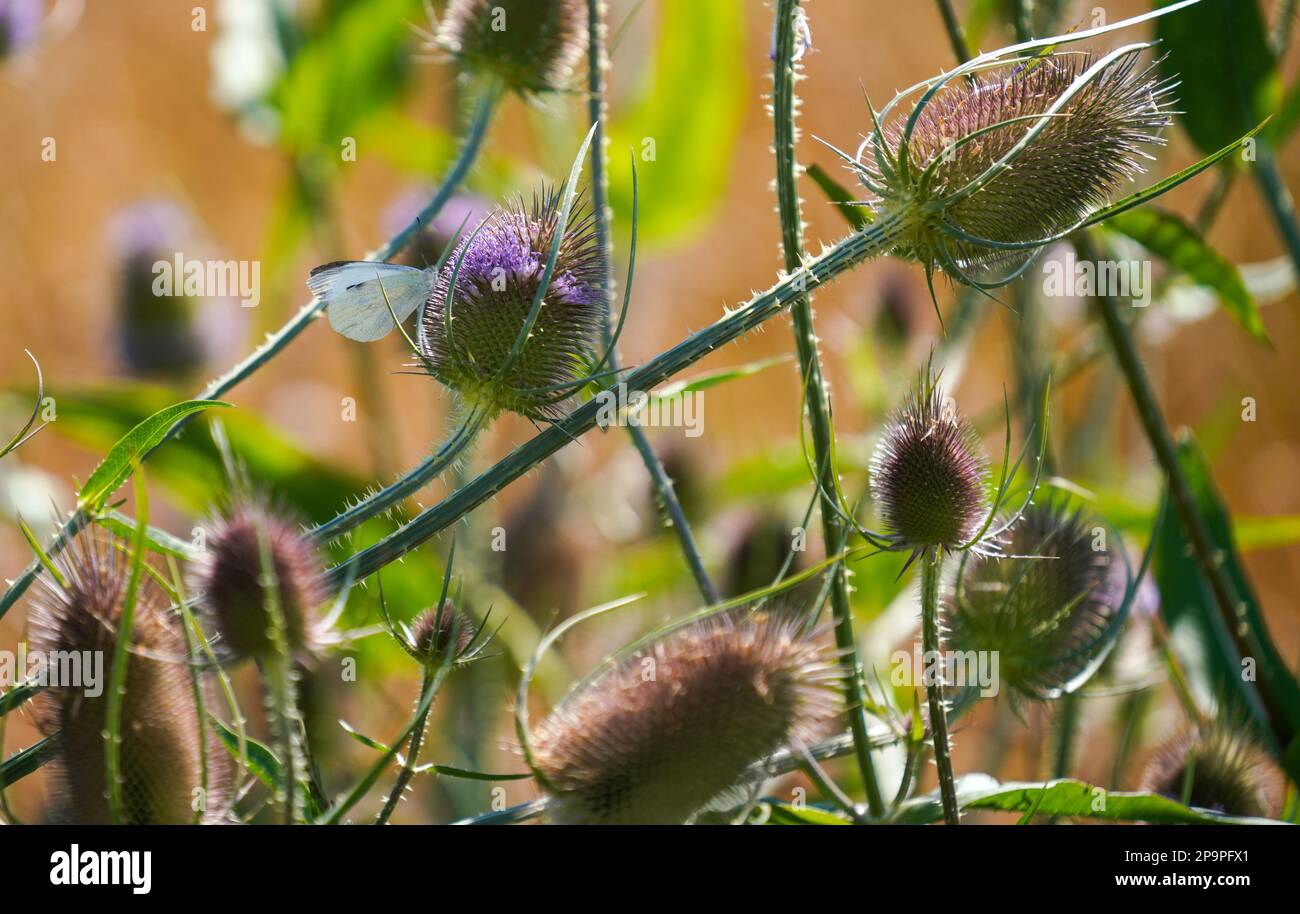 Il cardo selvaggio fiorisce lungo il percorso nel mezzo del campo in Baviera Foto Stock