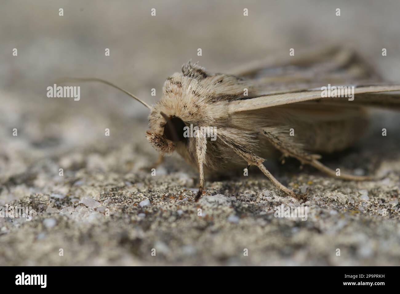 Dettaglio del primo piano su un album mediterraneo di Mythimna wainscot owlet Moth, seduto su legno Foto Stock