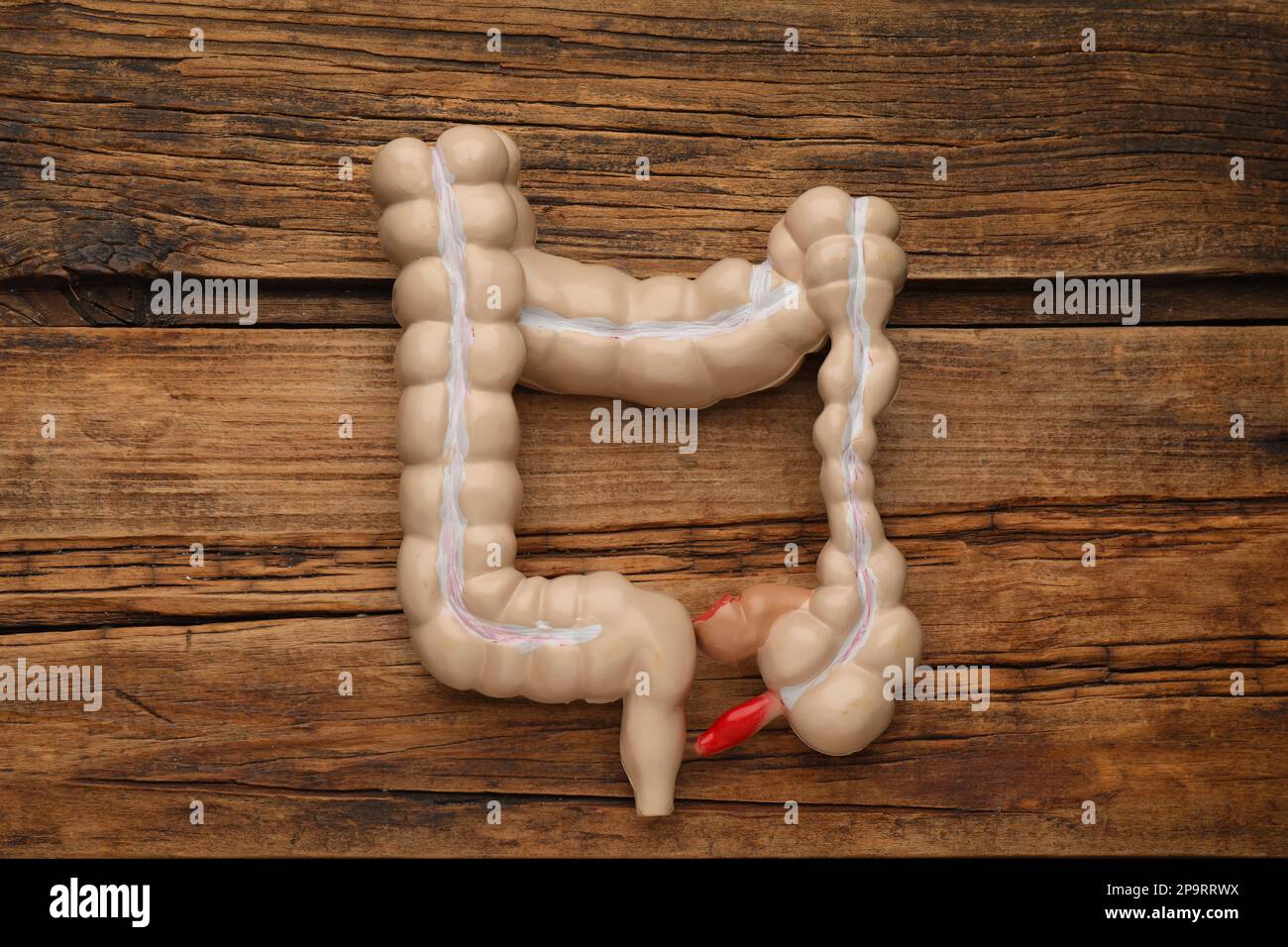 Modello anatomico dell'intestino crasso su sfondo ligneo, vista dall'alto Foto Stock