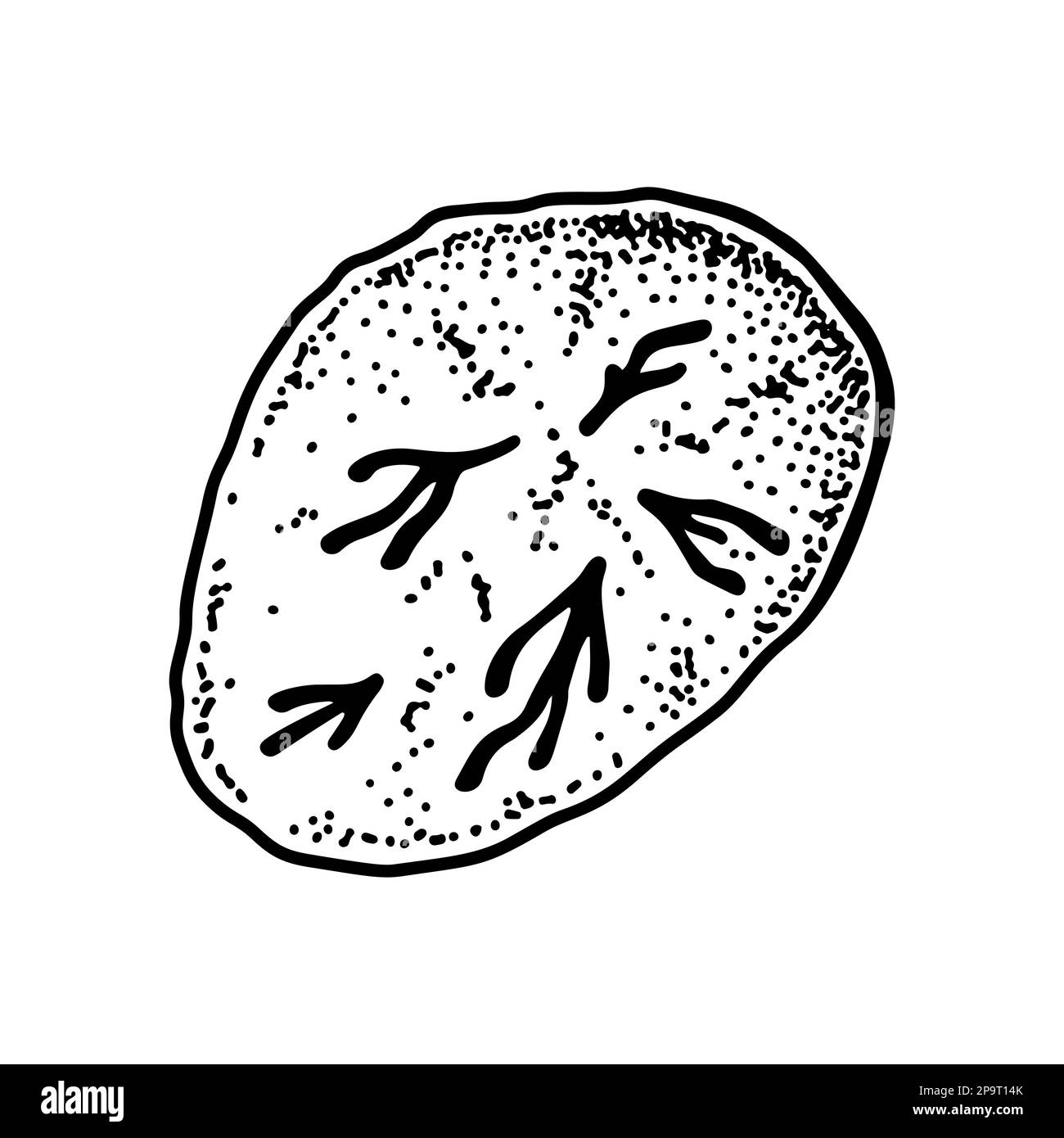 Cellule del sangue reticolociti isolate su sfondo bianco. Illustrazione vettoriale per microbiologia scientifica disegnata a mano in stile schizzo Illustrazione Vettoriale