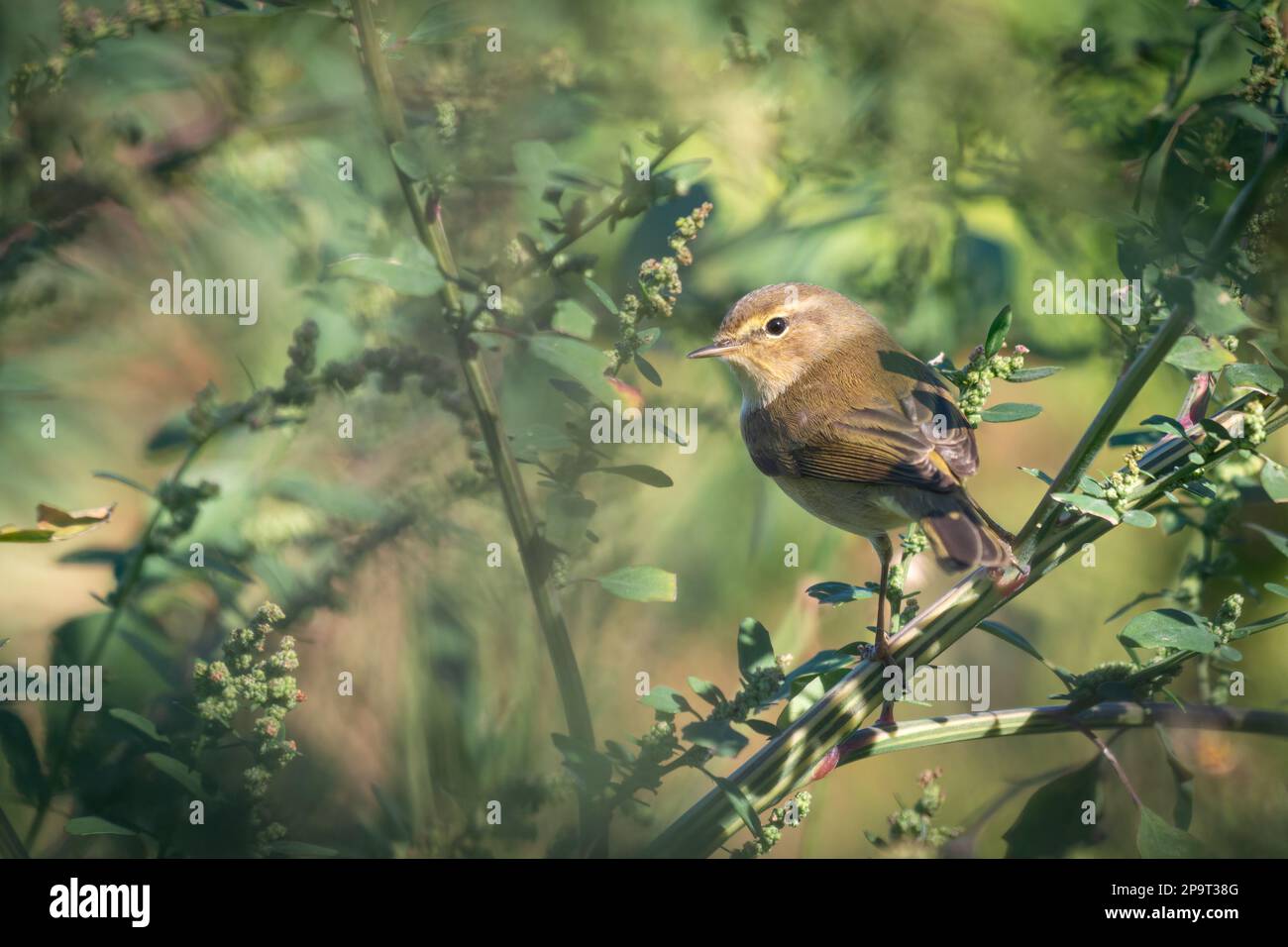 Chiffchaff iberica (Phylloscopus ibericus) arroccato in densa sottobosco. Portogallo, Europa Foto Stock