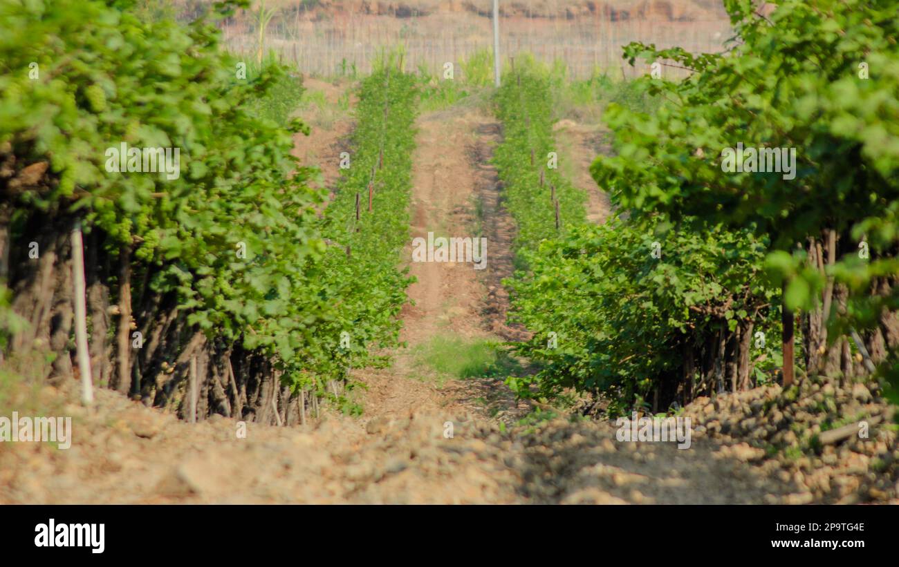 Bellissimo tramonto / alba su vigneto aperto, ampio angolo, vigneto con lago, vigneto indiano francese Foto Stock