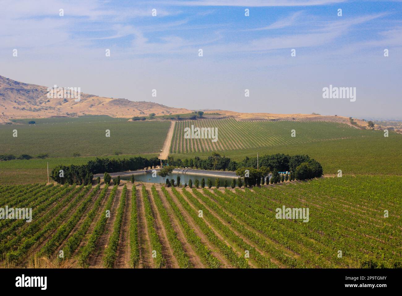 Bellissimo tramonto / alba su vigneto aperto, ampio angolo, vigneto con lago, vigneto indiano francese Foto Stock