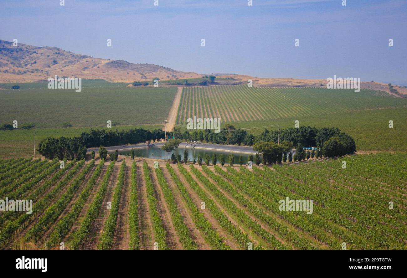 Bellissimo tramonto / alba su vigneto aperto, ampio angolo, vigneto con lago, vigneto indiano francese Foto Stock