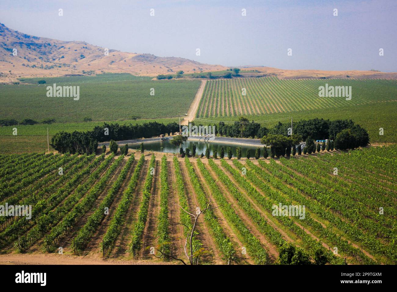 Bellissimo tramonto / alba su vigneto aperto, ampio angolo, vigneto con lago, vigneto indiano francese Foto Stock