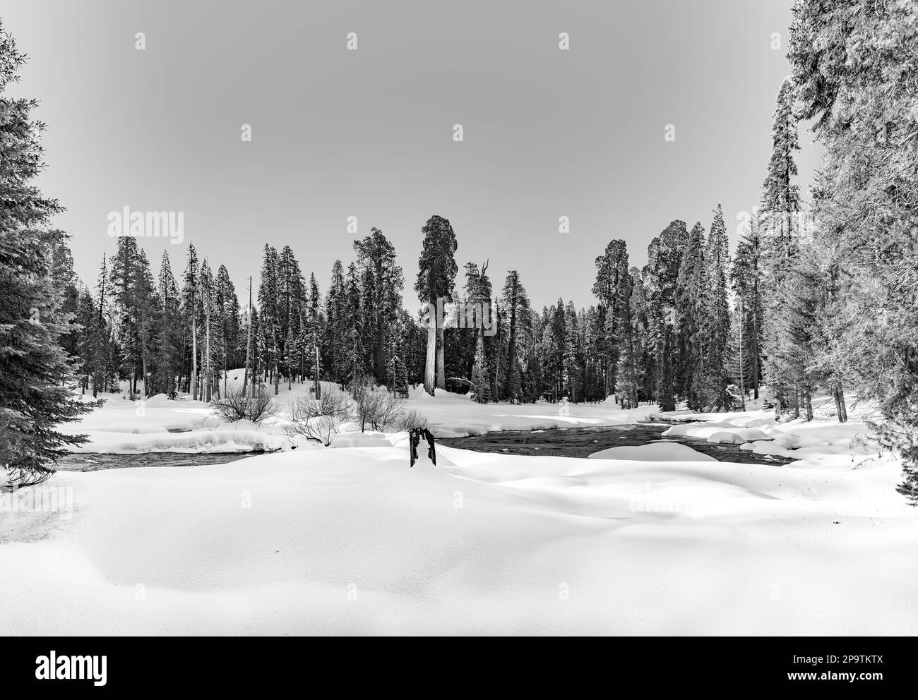 paesaggio invernale panoramico con sequoia nel parco nazionale degli alberi di sequoia Foto Stock
