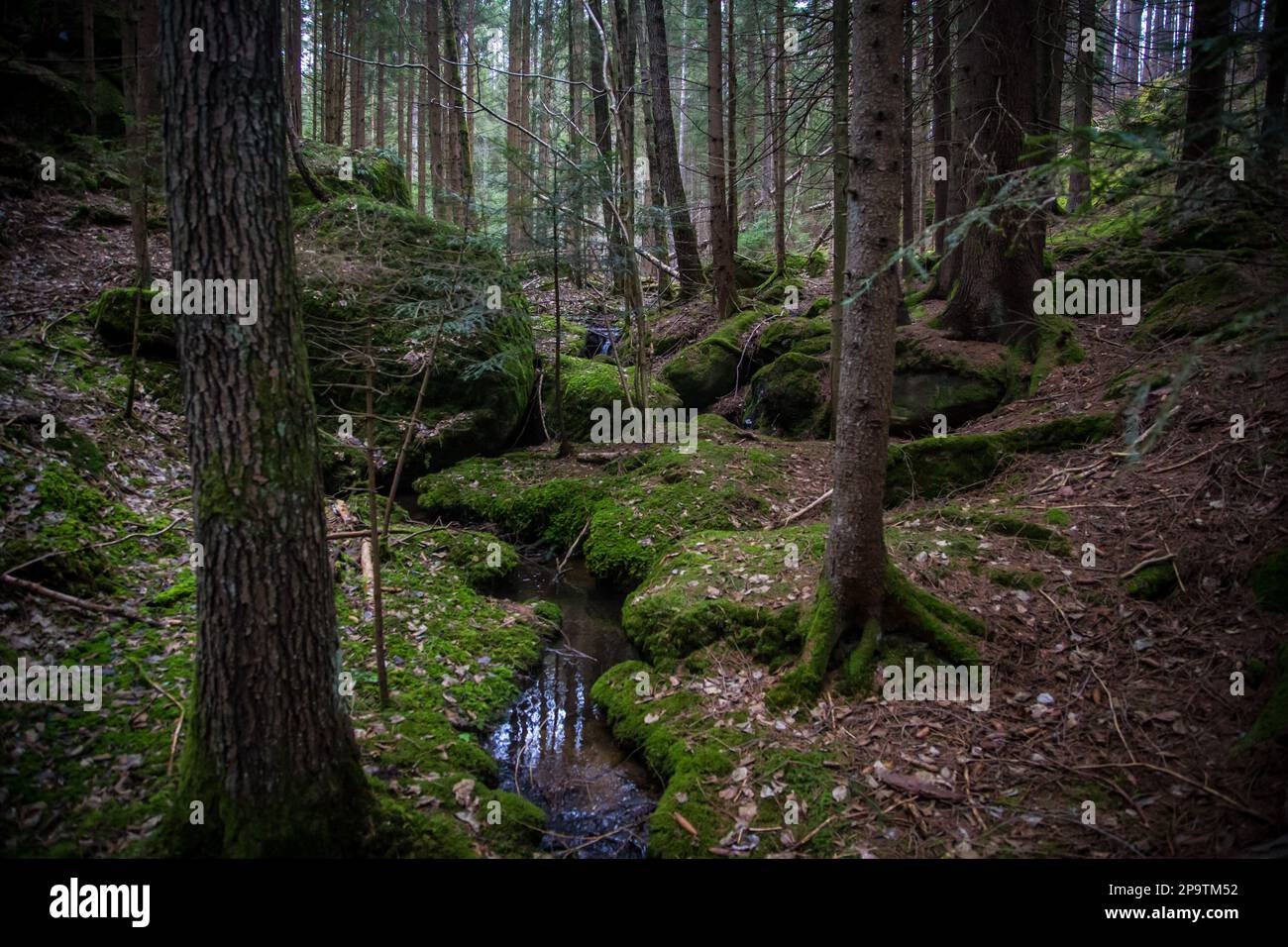 Gitsch'n-Gatsch'n-Häusl, formazioni rocciose di granito nel Waldviertel, Austria Foto Stock