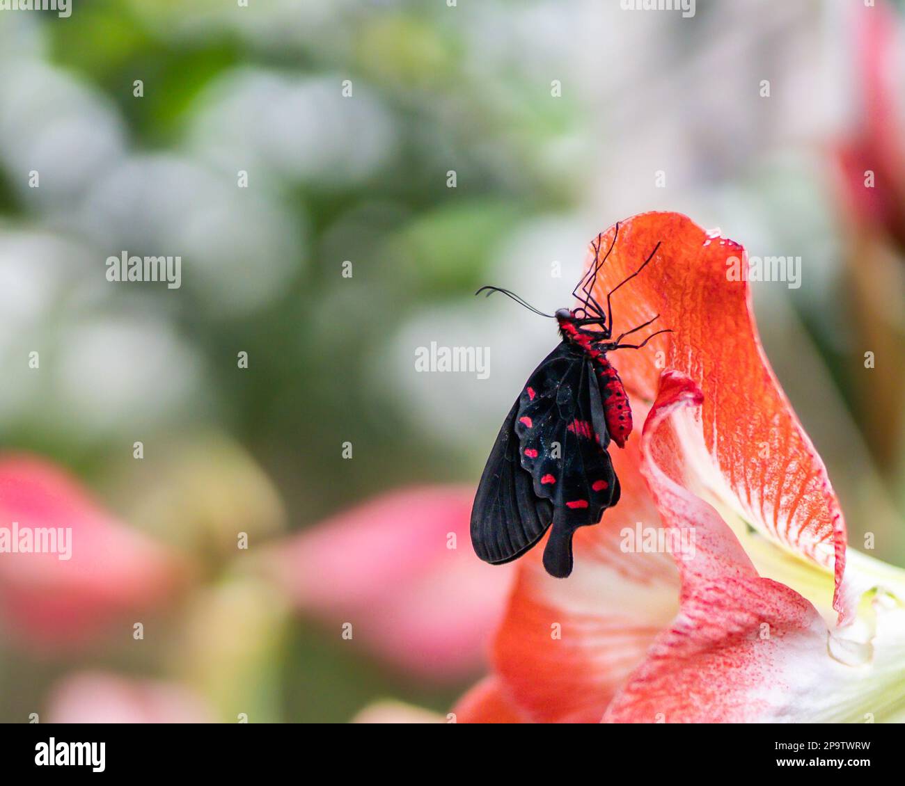Farfalla rosa (pachliopta kotzebuea) su un fiore di amaryllis. Foto Stock