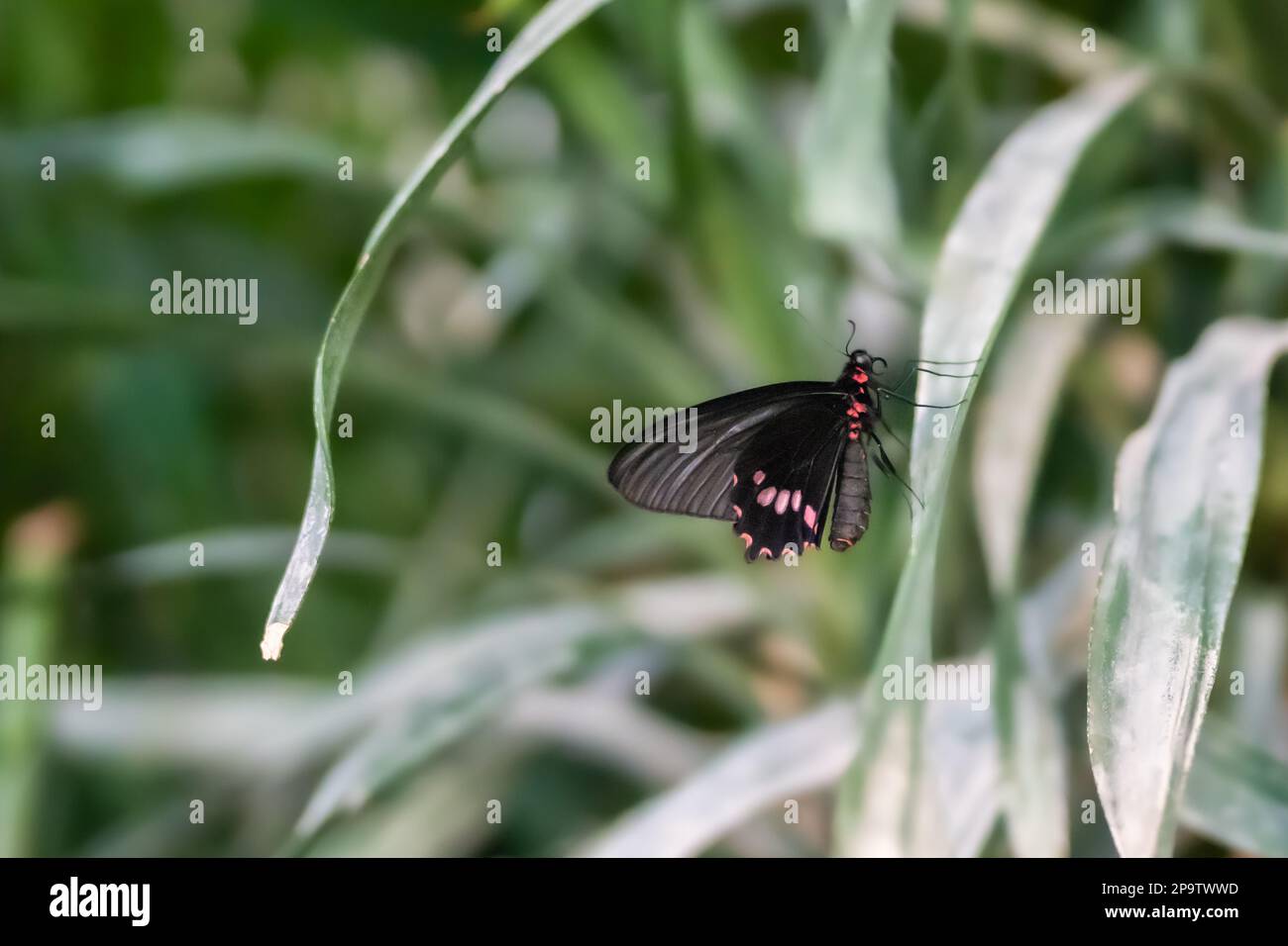 Cuore di mattone con patching smeraldo (Parides sesostris) su una foglia di orchidea. Foto Stock