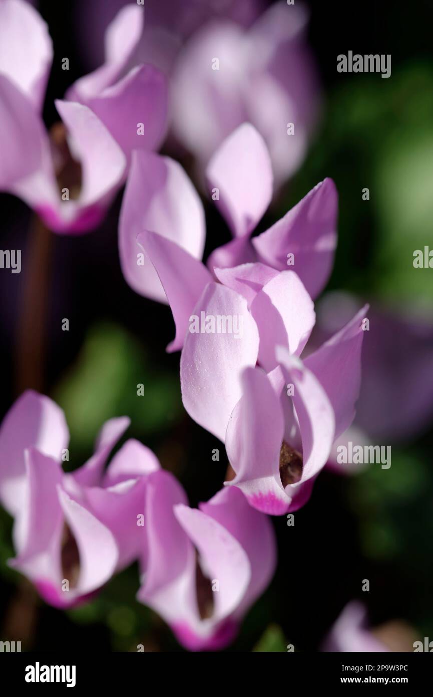 foto di delicati fiori di ciclamino rosa Foto Stock