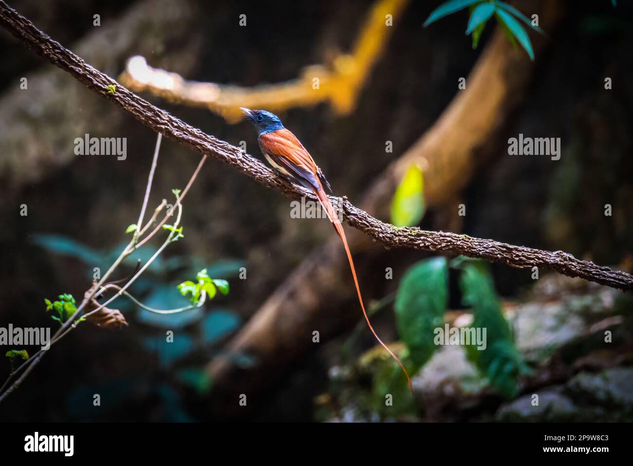 Asian Paradise Flycatcher, coppia di uccelli Foto Stock