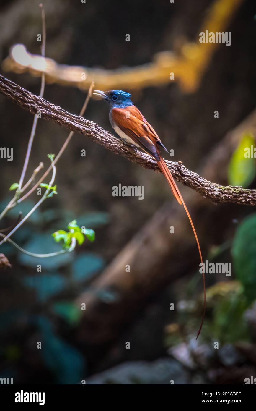 Asian Paradise Flycatcher, coppia di uccelli Foto Stock