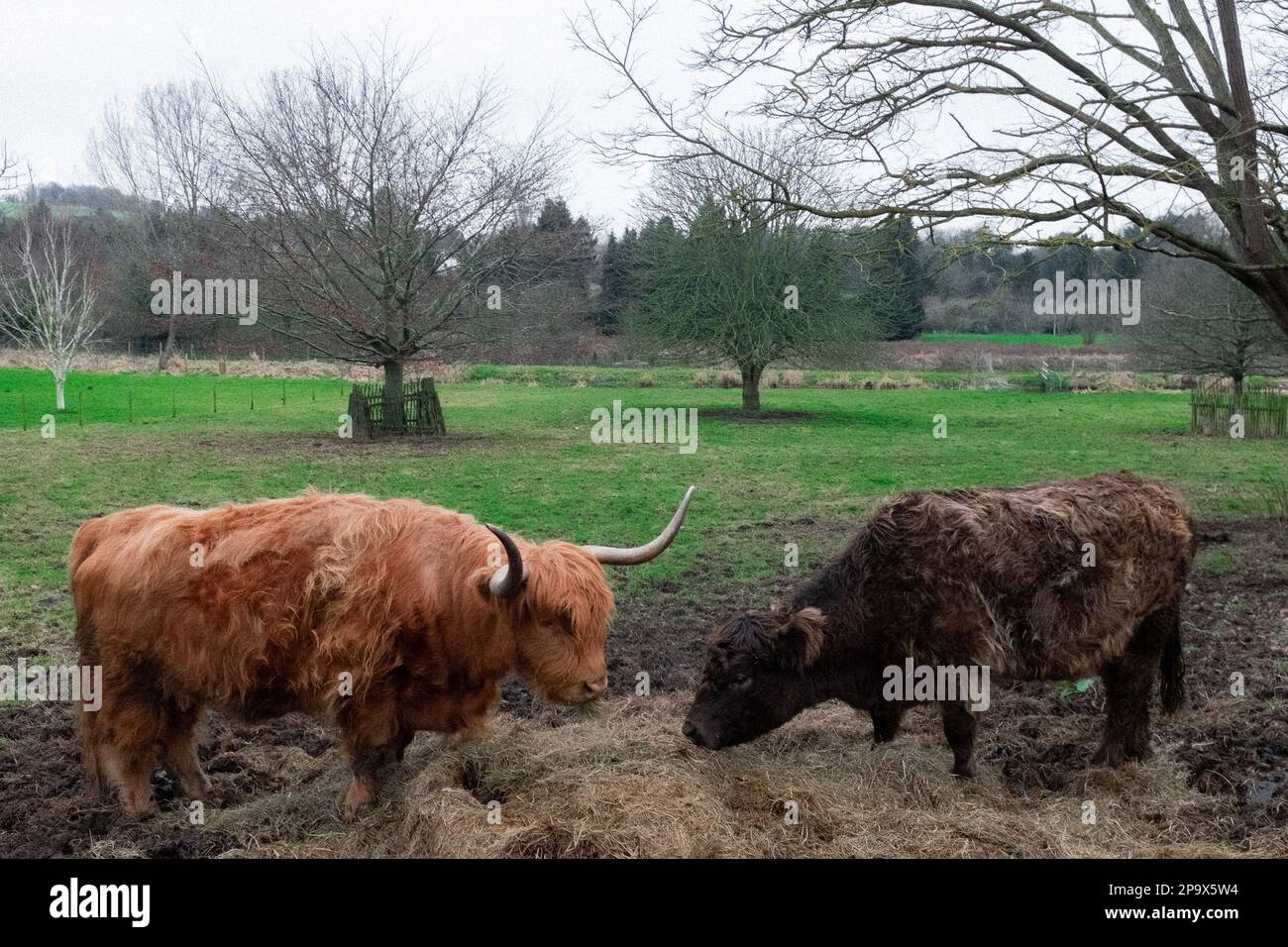 Mucche delle Highland a Eynsdord, Kent, Regno Unito Foto Stock