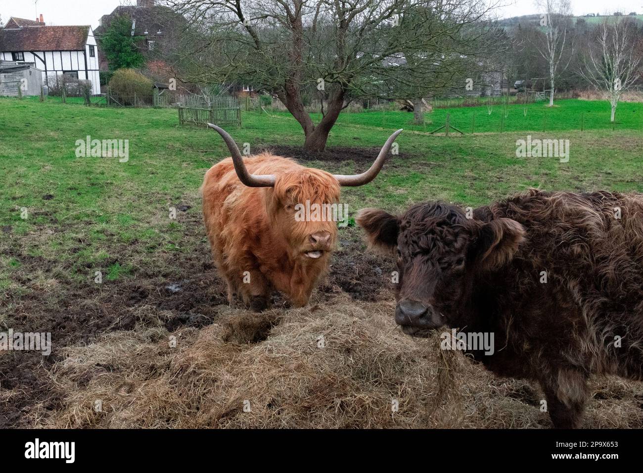 Mucche delle Highland a Eynsdord, Kent, Regno Unito Foto Stock