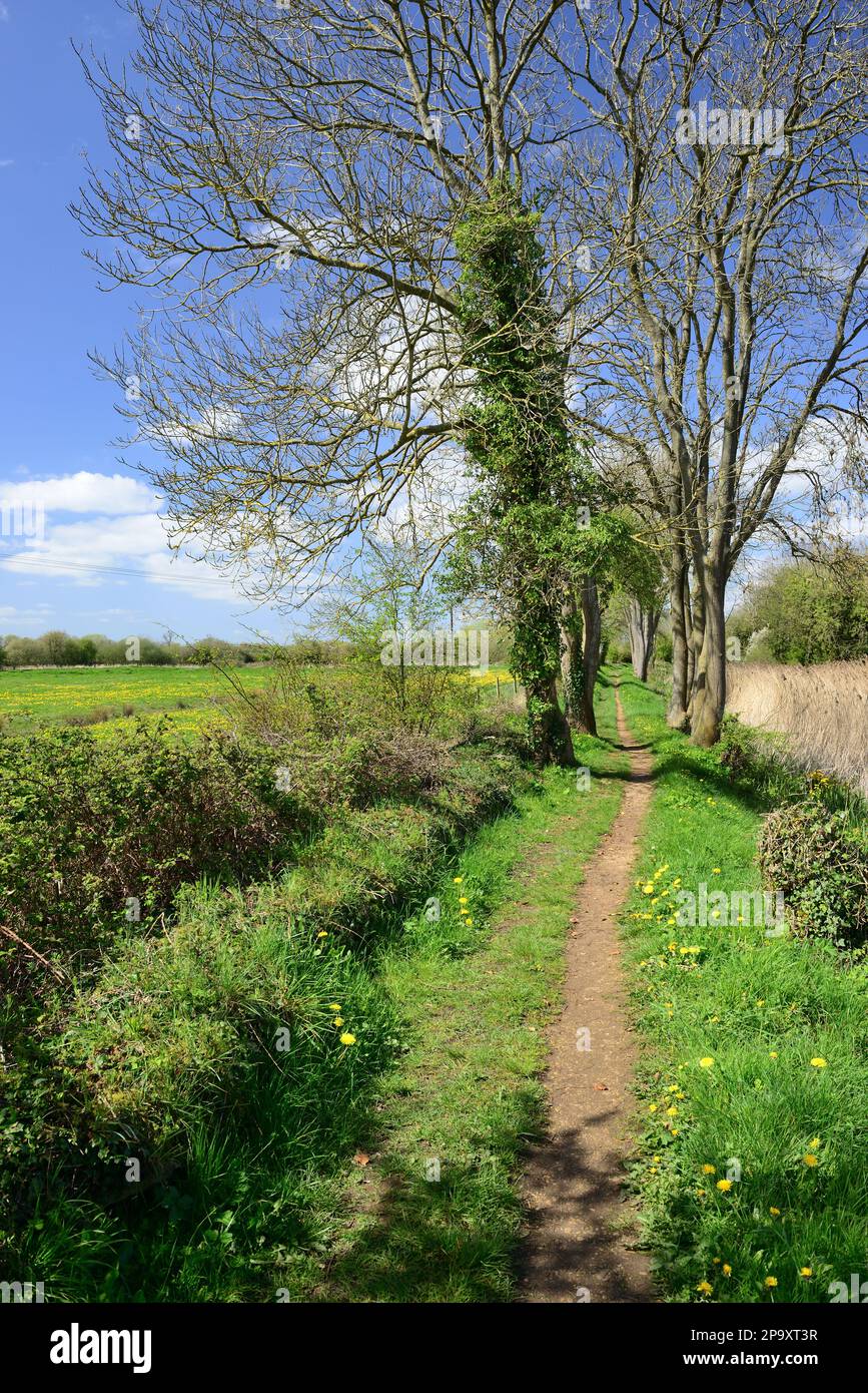 Un campo di dente di leone accanto a un sentiero lungo un alzaia canale in disuso nel Gloucestershire. Foto Stock