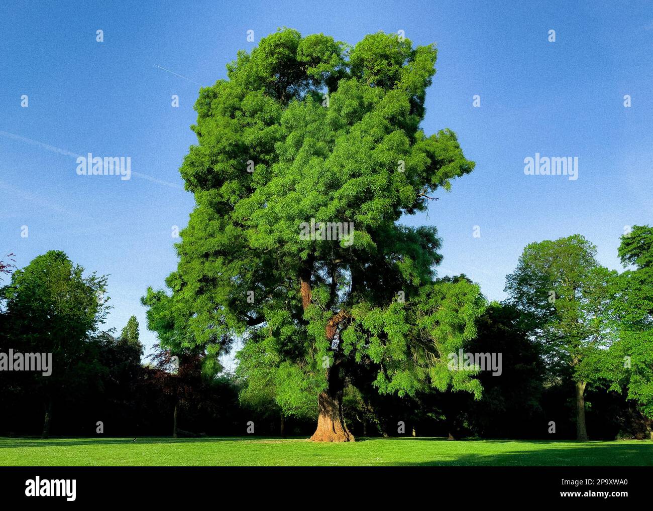 Albero in Victoria Park, Hackney, Londra, Regno Unito Foto Stock