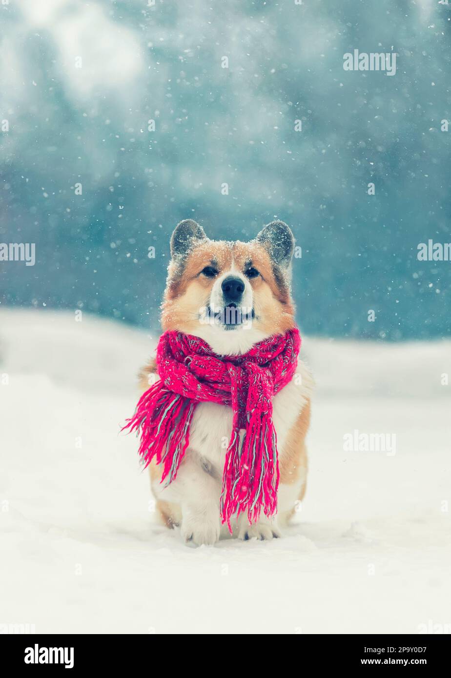 carino corgi cane pembroke seduto nella neve in una sciarpa calda in un parco invernale nella neve e abbaiare Foto Stock