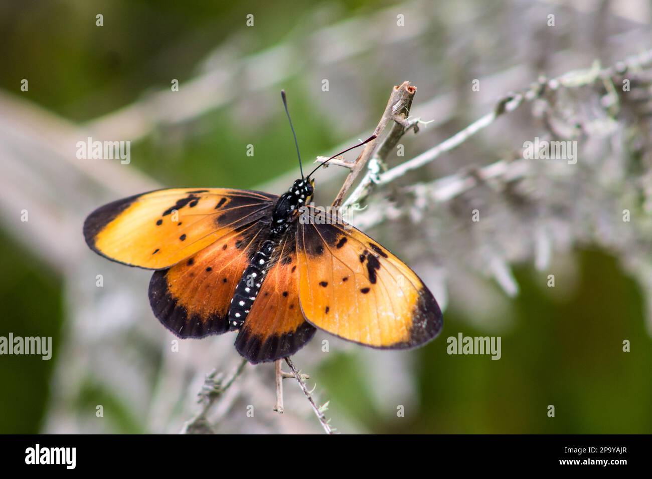 Un Natal Acrea di colore giallo-arancio, l'Acra Natalica, arroccato con le sue ali sparse su un ramoscello morto nelle foreste di Magoebaskloof, Sudafrica Foto Stock