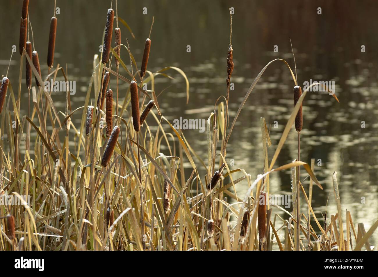 Paesaggio autunnale con le cattaglie coperte dalla prima neve sulla riva di uno stagno con uno sfondo lucido Foto Stock