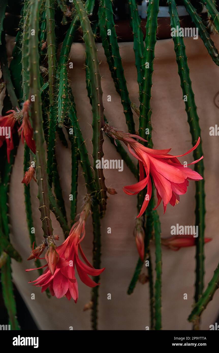 Cactus del sole (Disocactus speciosus; Heliocereus speciosus), pianta succulente, cactus ornamentale. Foto Stock