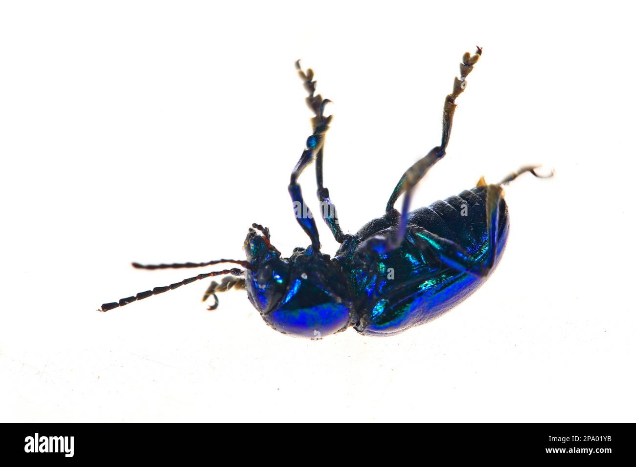Coleotteri a foglia su sfondo bianco, immagini ravvicinate Foto Stock