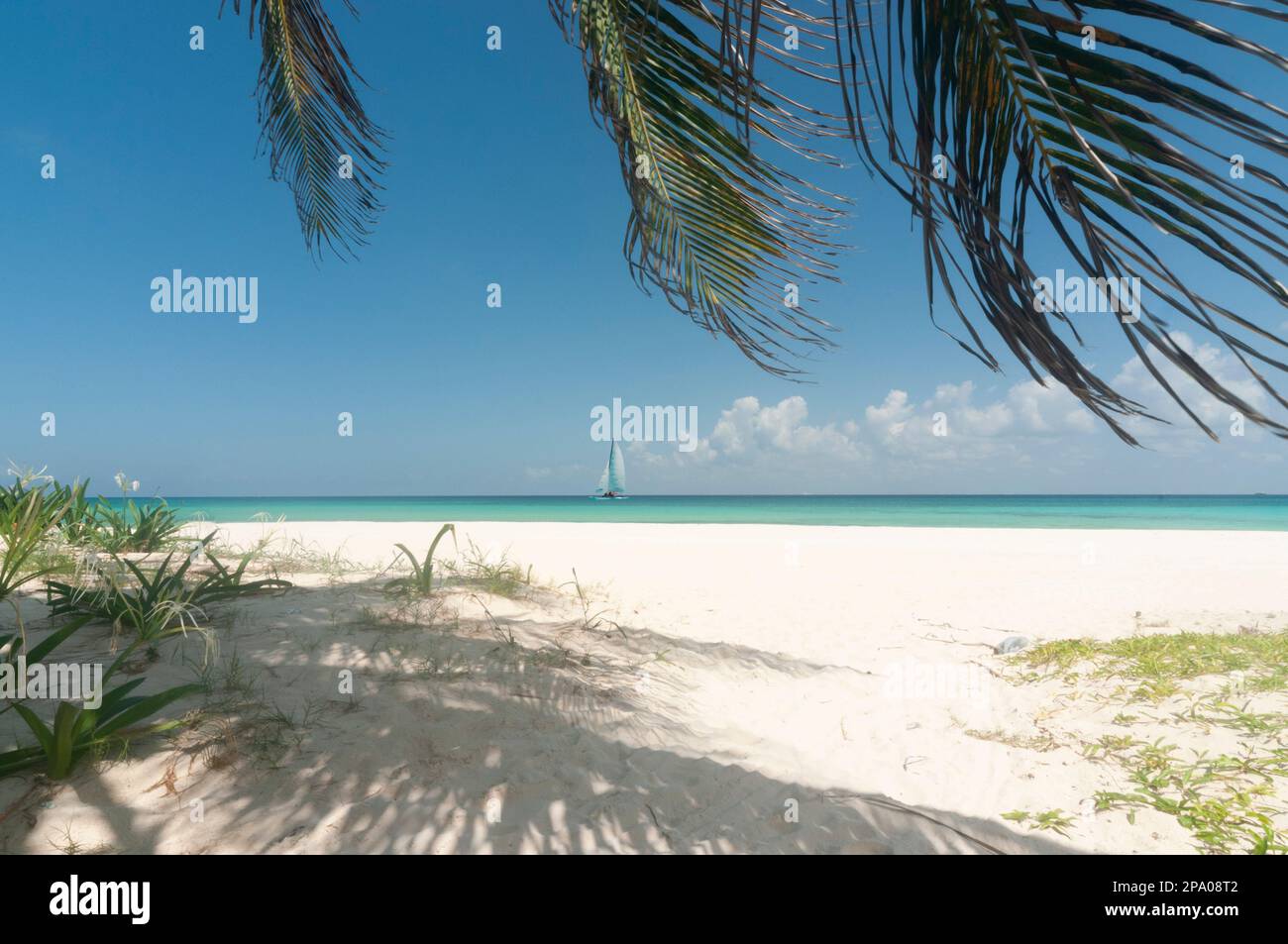 Spiaggia tropicale con palme e sabbia bianca con una barca a vela all'orizzonte. Concetto di vacanza da sogno Foto Stock