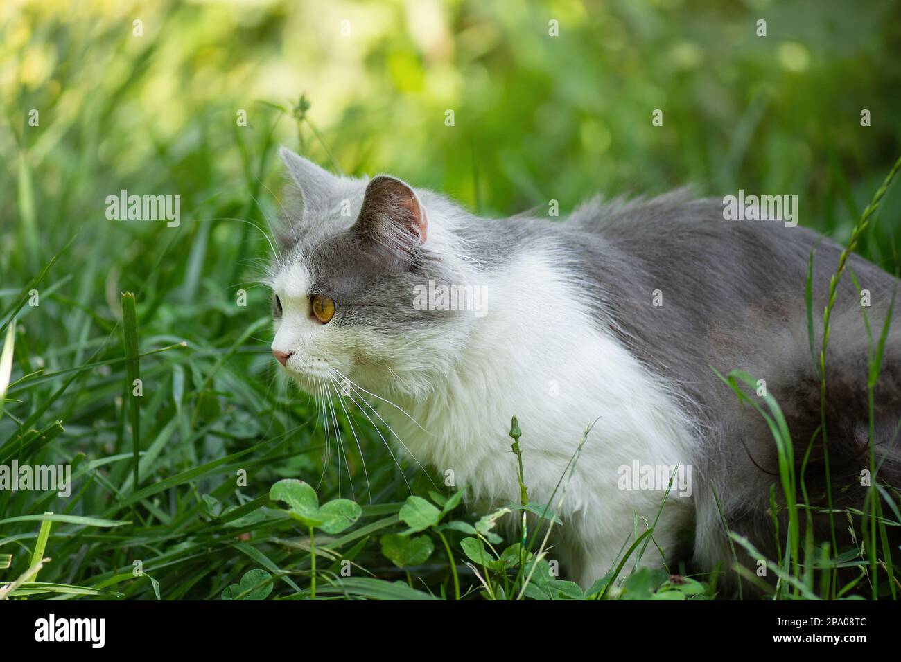 Rendere sicuri gli ambienti esterni dei gatti in giardino. Carino gatto sicuro esplorare il mondo all'aperto. Foto Stock