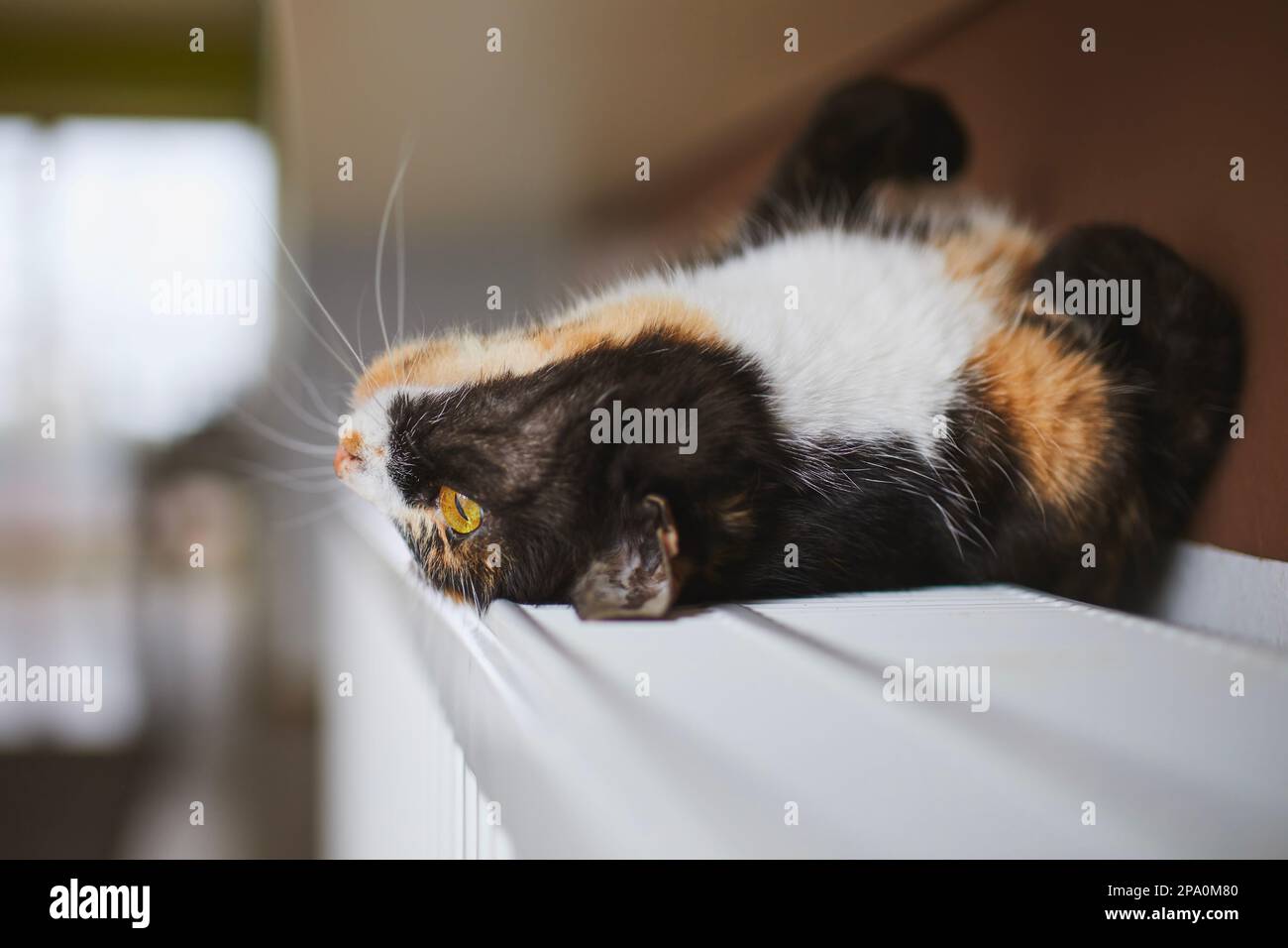 Vita domestica con animale domestico. Giocoso gatto tabby sdraiato sulla schiena sul riscaldatore a casa. Foto Stock