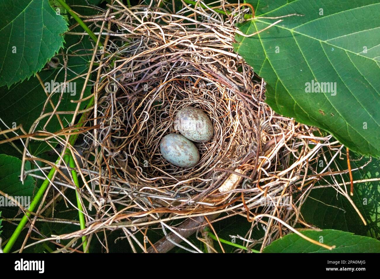Due uova cardinali, blu con macchie marroni, si posano a riposo in un nido. Le uova e il nido sono quasi nascosti da foglie verdi. Foto Stock