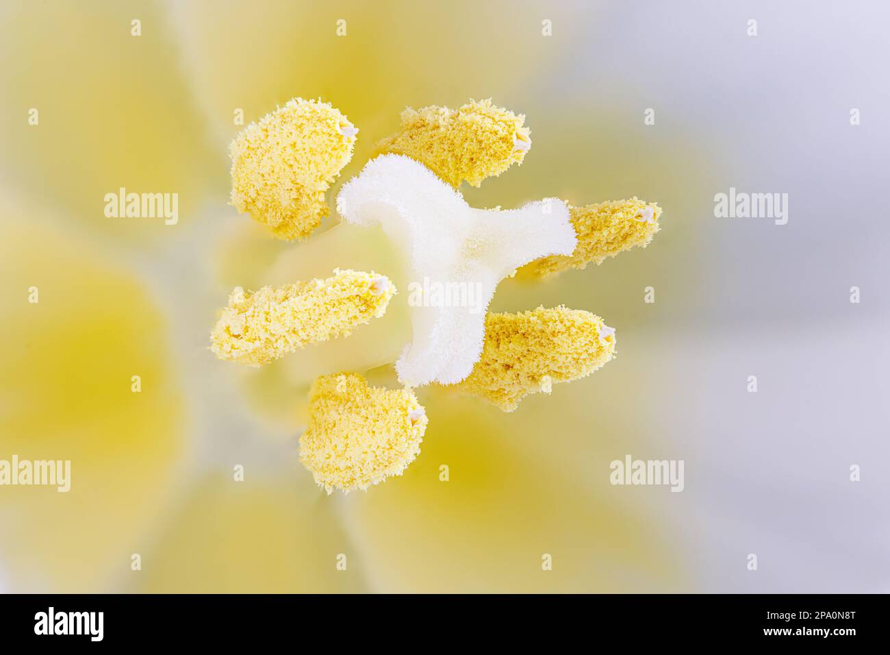 Macro Fotografia dell'interno di un tulipano bianco Foto Stock
