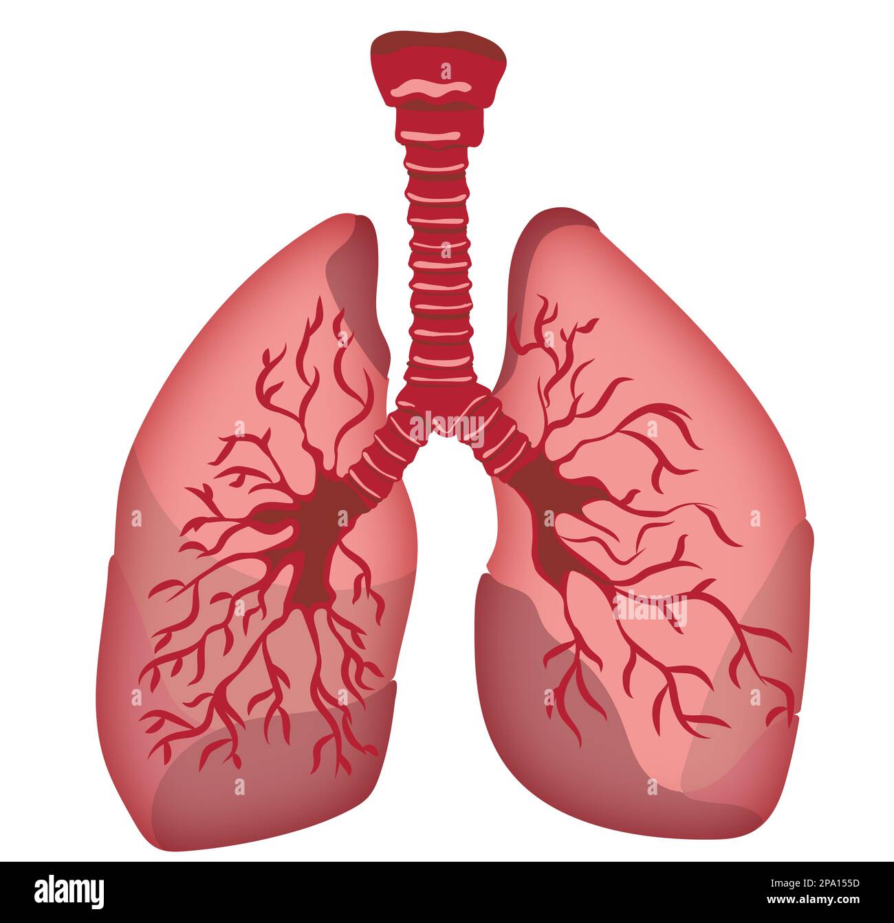 Illustrazione dei polmoni umani su sfondo bianco Foto Stock