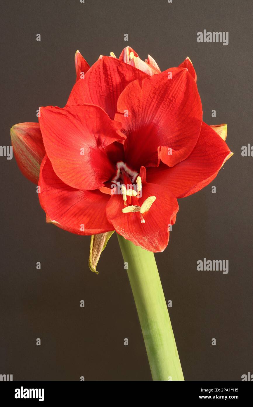 Incredibile fiore rosso Hippeastrum (a volte erroneamente chiamato Amaryllis) come risultato di messa a fuoco impilamento Foto Stock