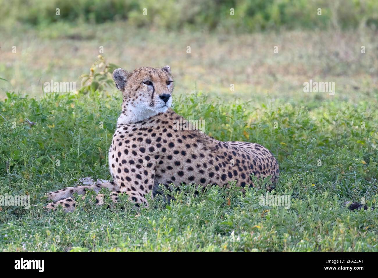 Cheetah (Acinonyx jubatus), madre che guarda la sua prole, Ndutu Conservation Area, Tanzania Foto Stock