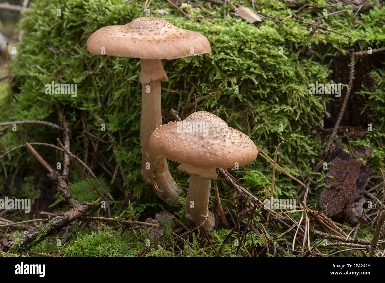 Funghi con muschio in foresta mista, Baviera, Germania Foto Stock