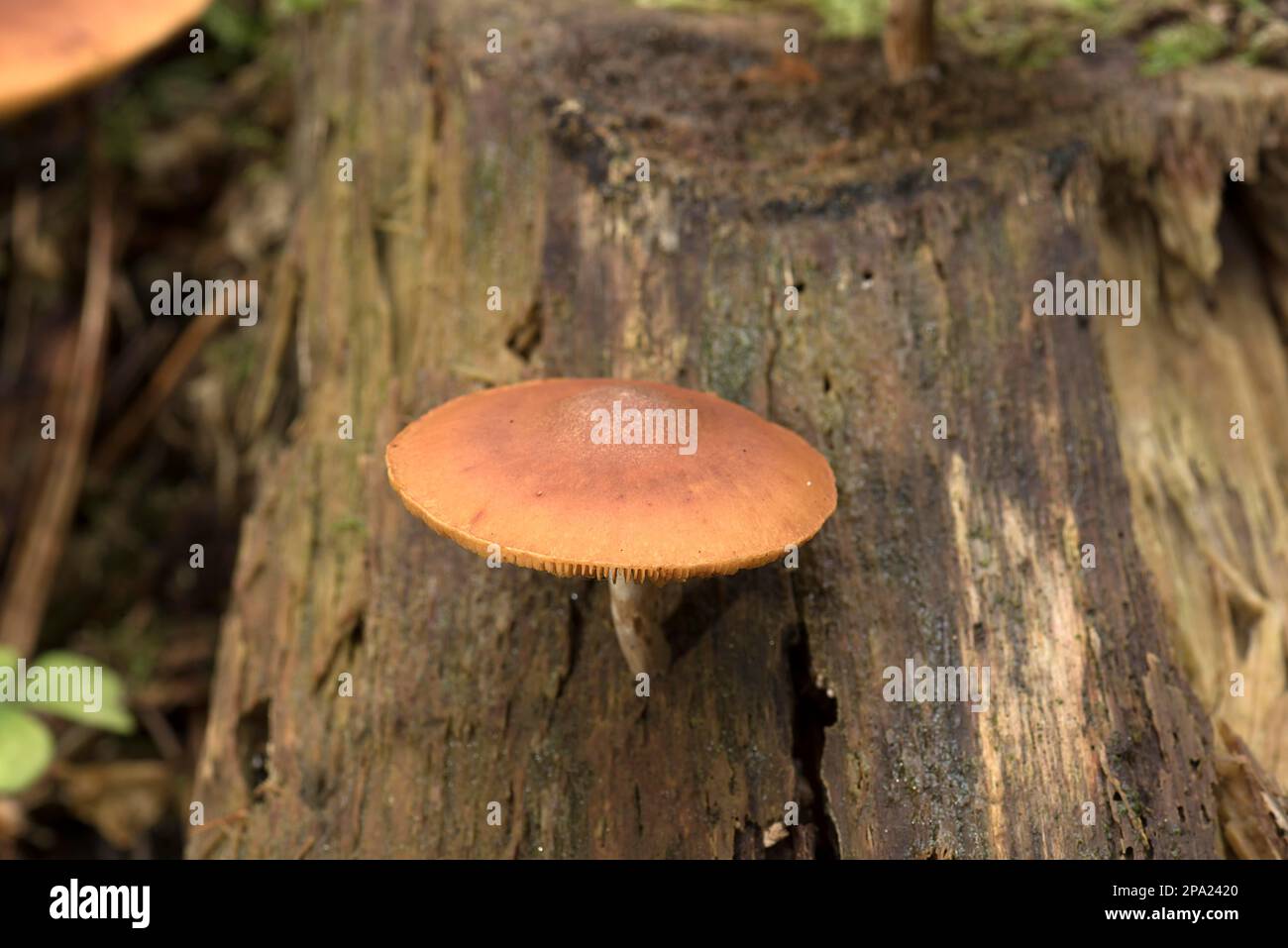 Funghi con muschio in foresta mista, Baviera, Germania Foto Stock