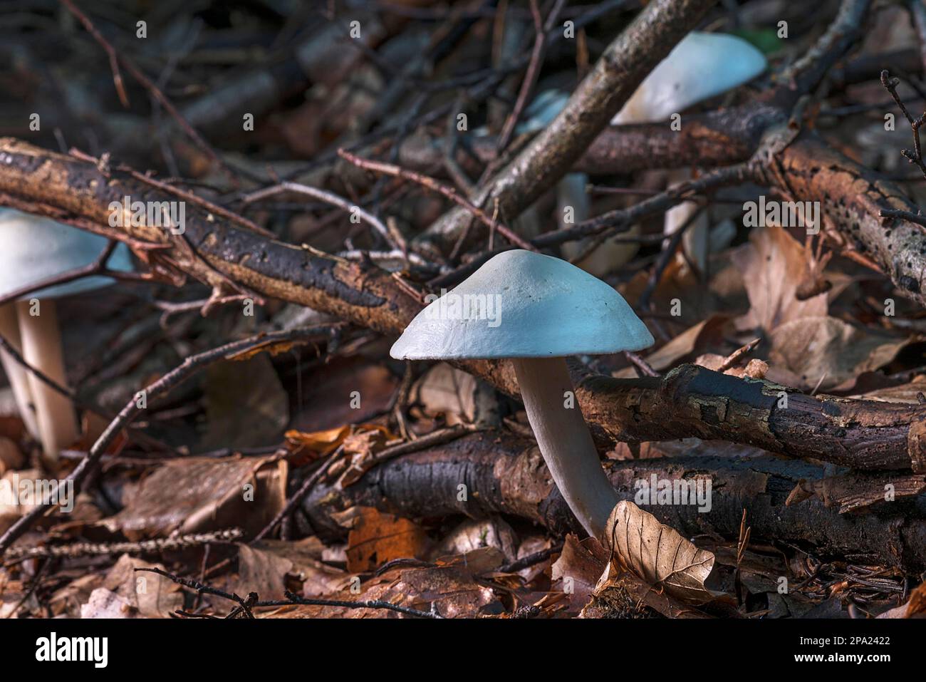 Funghi in foresta mista, Franconia, Baviera, Germania Foto Stock