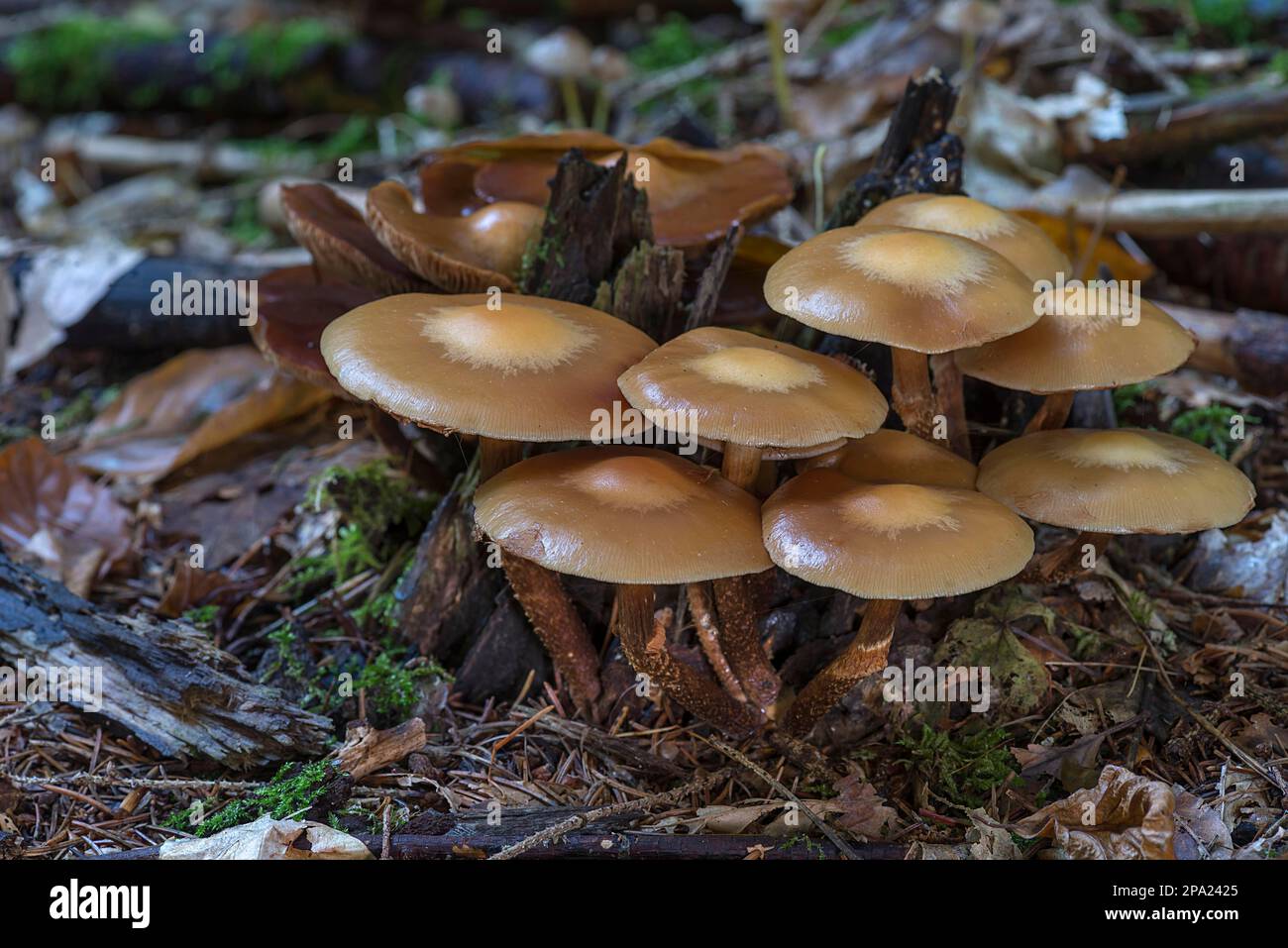 Accumulo (Kuehneromyces mutabilis) di spugne appiccicose in una foresta mista, Baviera, Germania Foto Stock