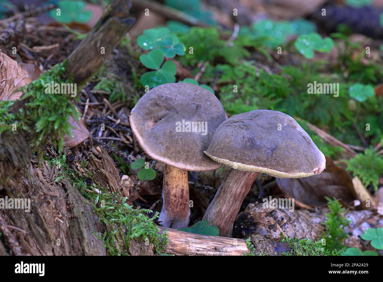 Funghi in foresta mista, Baviera, Germania Foto Stock