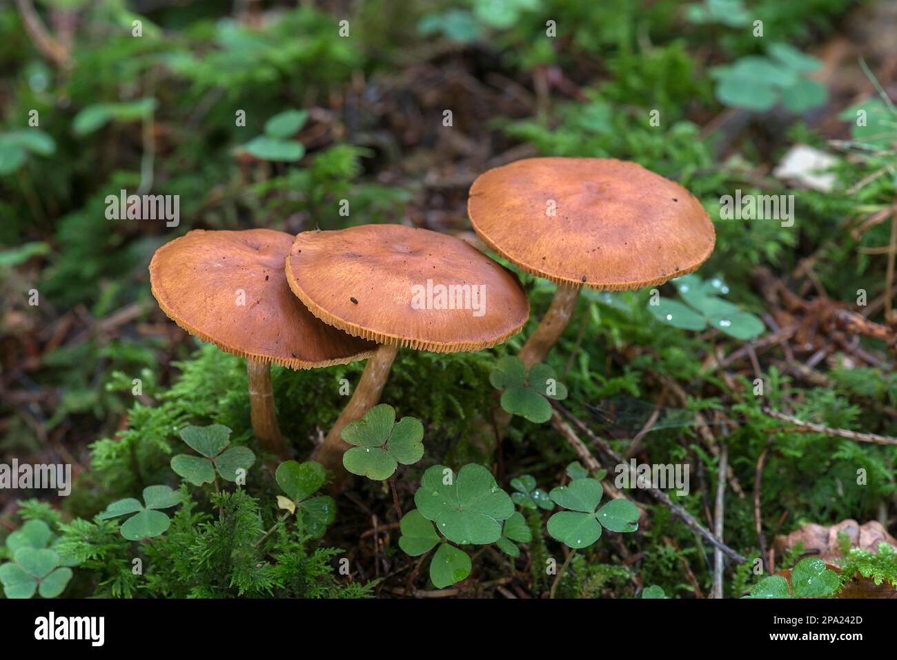 Funghi in una foresta mista, Baviera, Germania Foto Stock