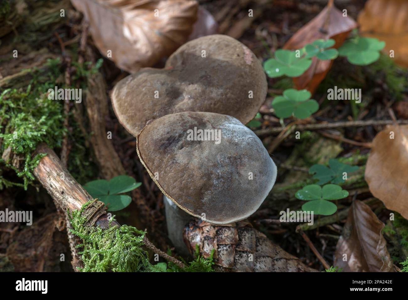 Funghi in una foresta mista, Baviera, Germania Foto Stock